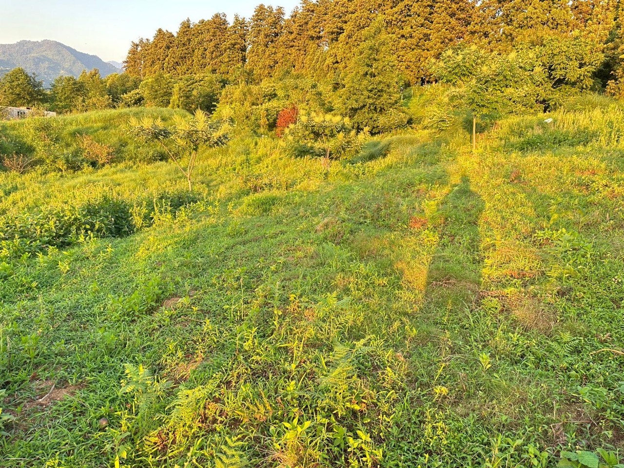 Chakvi’de satılık arsa — 1.900 m² — $95.000 · 4/5